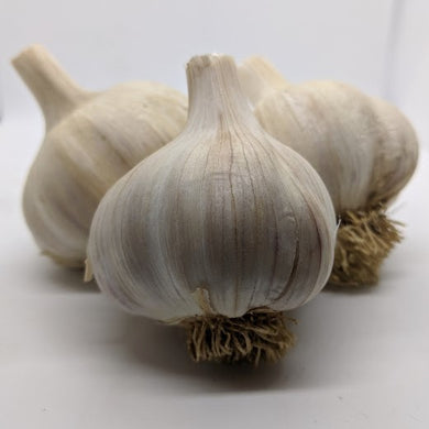 Chesnok Red garlics bulbs, also known as Shvelisi, heirloom Purple Stripe garlic variety from the Republic of Georgia.