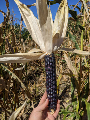 A Hopi Blue corn ear, showing the multiple shade of blue subtype found within the landrace. Typical 12-row, 10 inch specimen