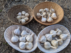 Longest-Storing Garlic Variety Pack