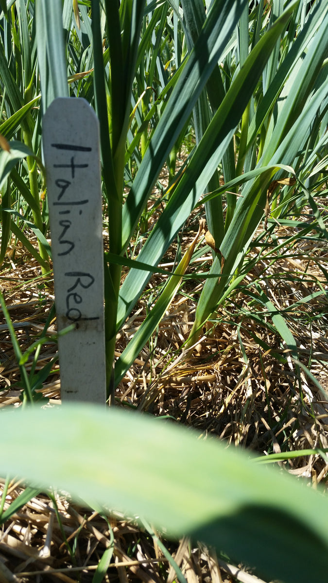 Italian Red – Grá den Talún Farm