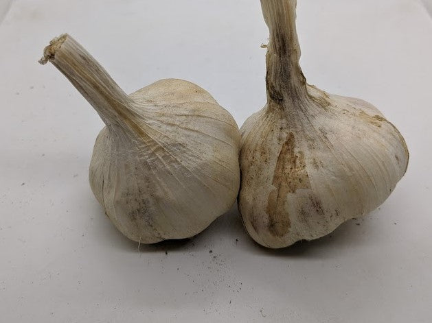 New York White softneck Artichoke garlic. Also commonly called Polish White or Polish Softneck