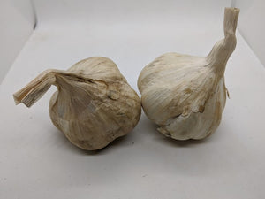 Ozark softneck garlic bulbs- an Artichoke family type from the Ozarks of Missouri