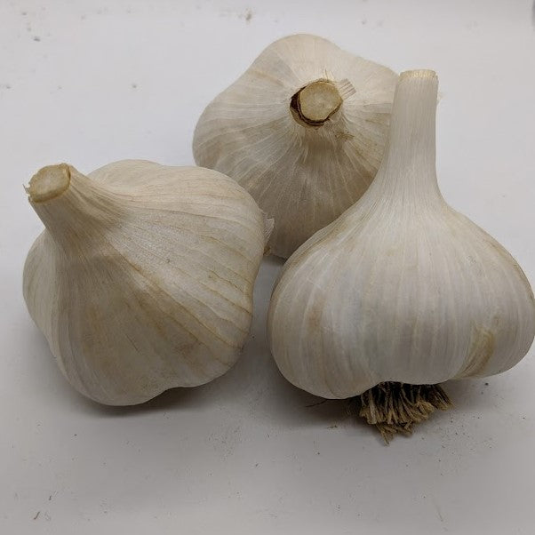Asian Tempest Asiatic garlic bulbs