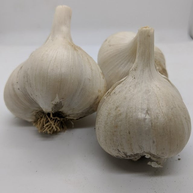Japanese heirloom garlic bulbs, Asiatic subfamily.
