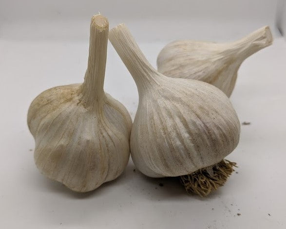 Korean Red heirloom garlic bulbs. From the Asiatic subfamily of garlic