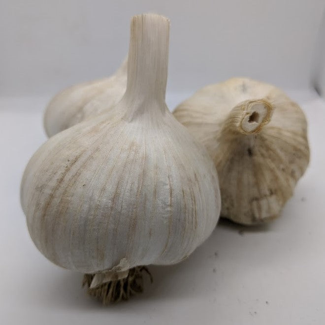 Shandong Purple garlic bulbs. An Asiatic strain from China