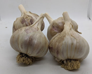 Bulbs of Ajo Rojo heirloom garlic