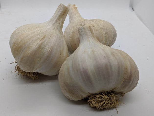 Donostia Red, an heirloom Creole family garlic from the Basque Region / Euskara