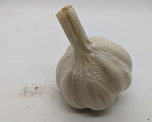Guatemalan Creole garlic bulb