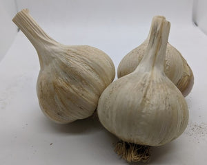 Morado Gigante garlic bulbs- an heirloom Creole type.