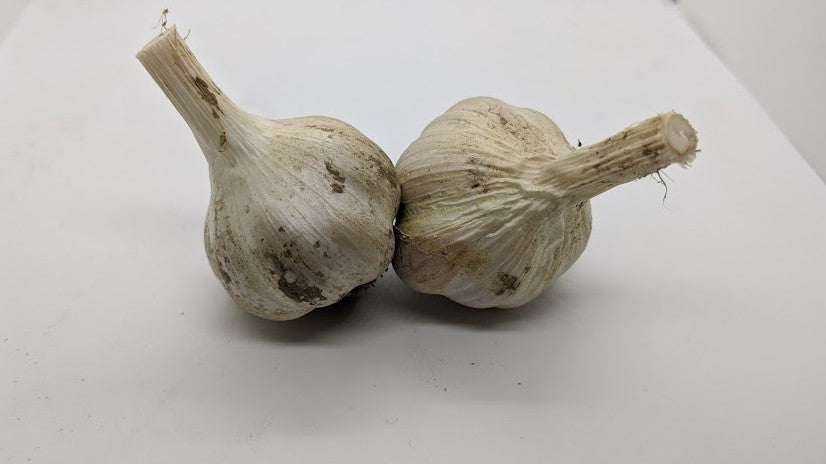 Pescadero Red heirloom Creole garlic bulbs