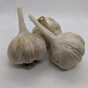 Vekak garlic bulbs- originally known as Vekan, though a misspelling done early in its spread has popularized the name Vekak. A Glazed Purple Stripe from the Czech Republic / Slovakia