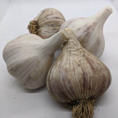 Estonian Red garlic bulbs- from Estonia in the Baltic