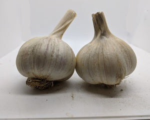 Lithuanian Red garlic bulbs. Probably a Marbled Purple Stripe, heirloom from Lithuania