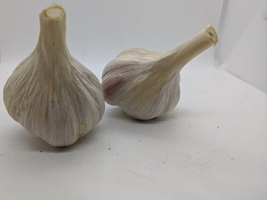 Turkish Red garlic bulbs- an heirloom Marbled Purple Stripe  variety.