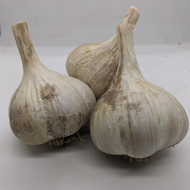 Ozodlik garlic bulbs- a newly bred type from true flower production via pollination