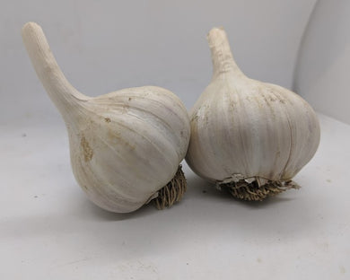 Yuggoth garlic bulbs- a new type bred from flowers/pollination and grown out from true seed.