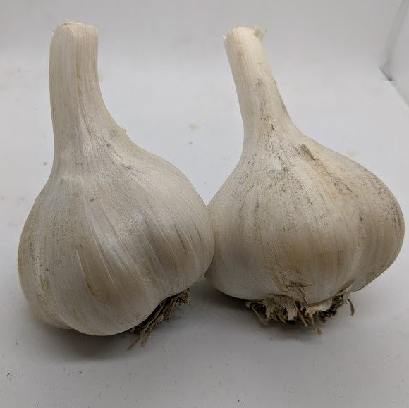 Montana Giant garlic bulbs. A Porcelain from Montana.