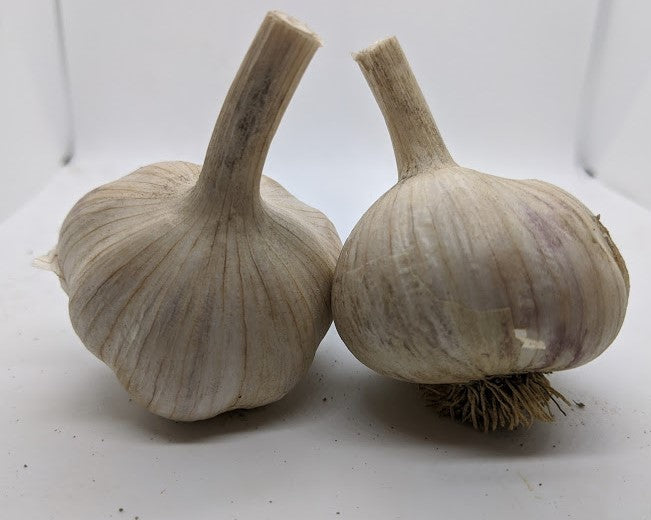 Hungarian Purple Stripe garlic bulbs