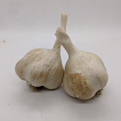 Oregon Blue Silver garlic bulbs