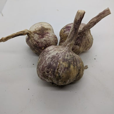 Early Portuguese garlic bulbs- a Turban variety