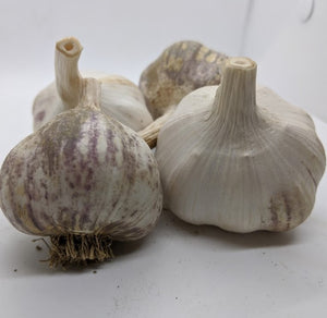 Tzan garlic bulbs, a Turban variety.