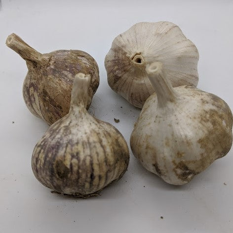 Uzbek garlic bulbs, a Turban variety
