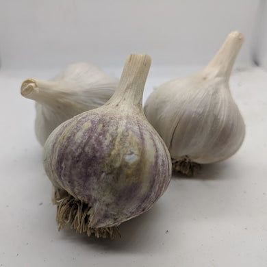 Belarus garlic bulbs