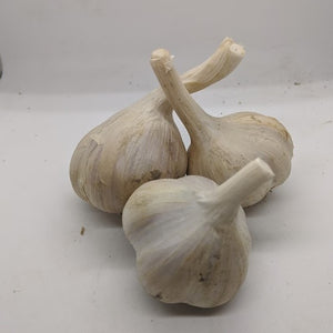 Kishlyk garlic bulbs- a variety first collected from the wild
