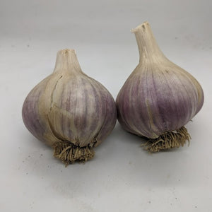 Pskem River garlic bulbs- a variety collected from the wild in the Pskem River valley of Uzbekistan