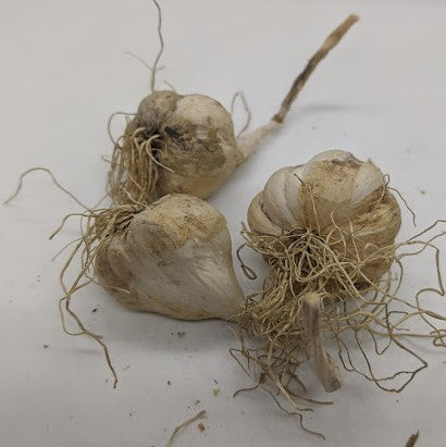 Syrian garlic bulbs